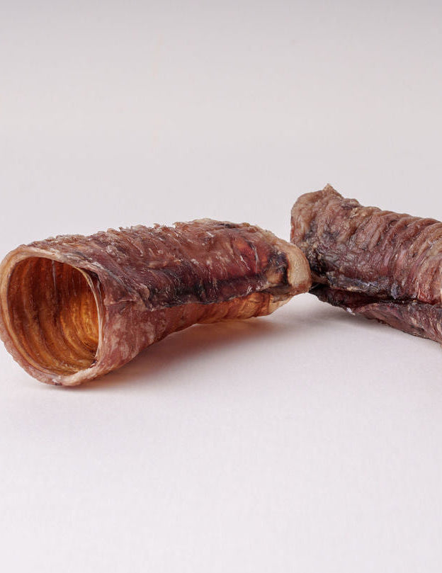 Two Beef tracheas on a light grey background