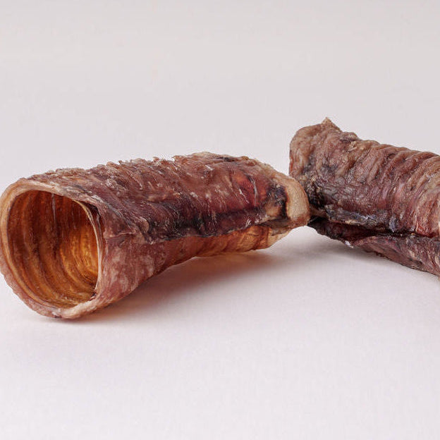 Two Beef tracheas on a light grey background