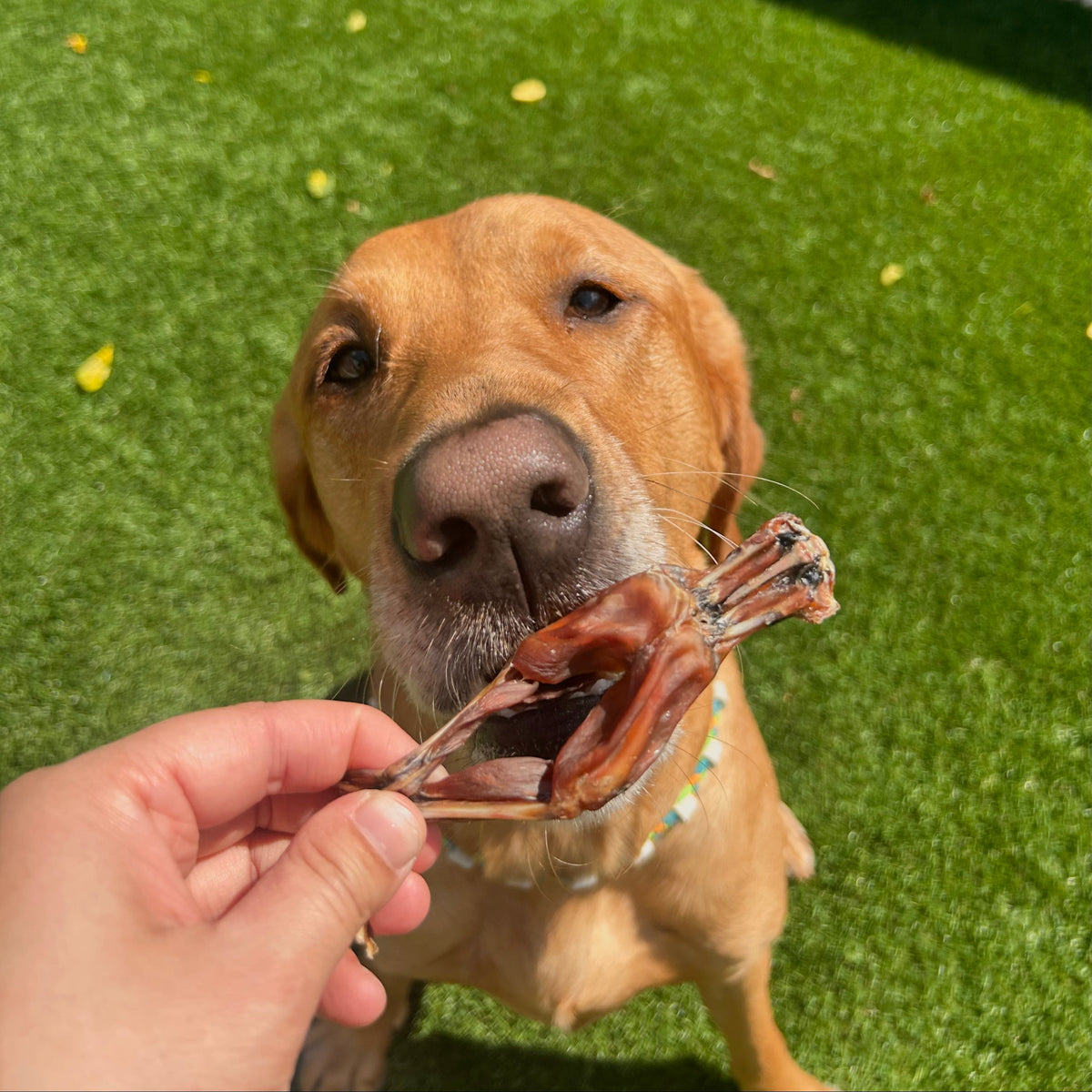 A retriever dog outdoors on green grass holding a bone-shaped treat in its mouth, with a human hand offering the treat.