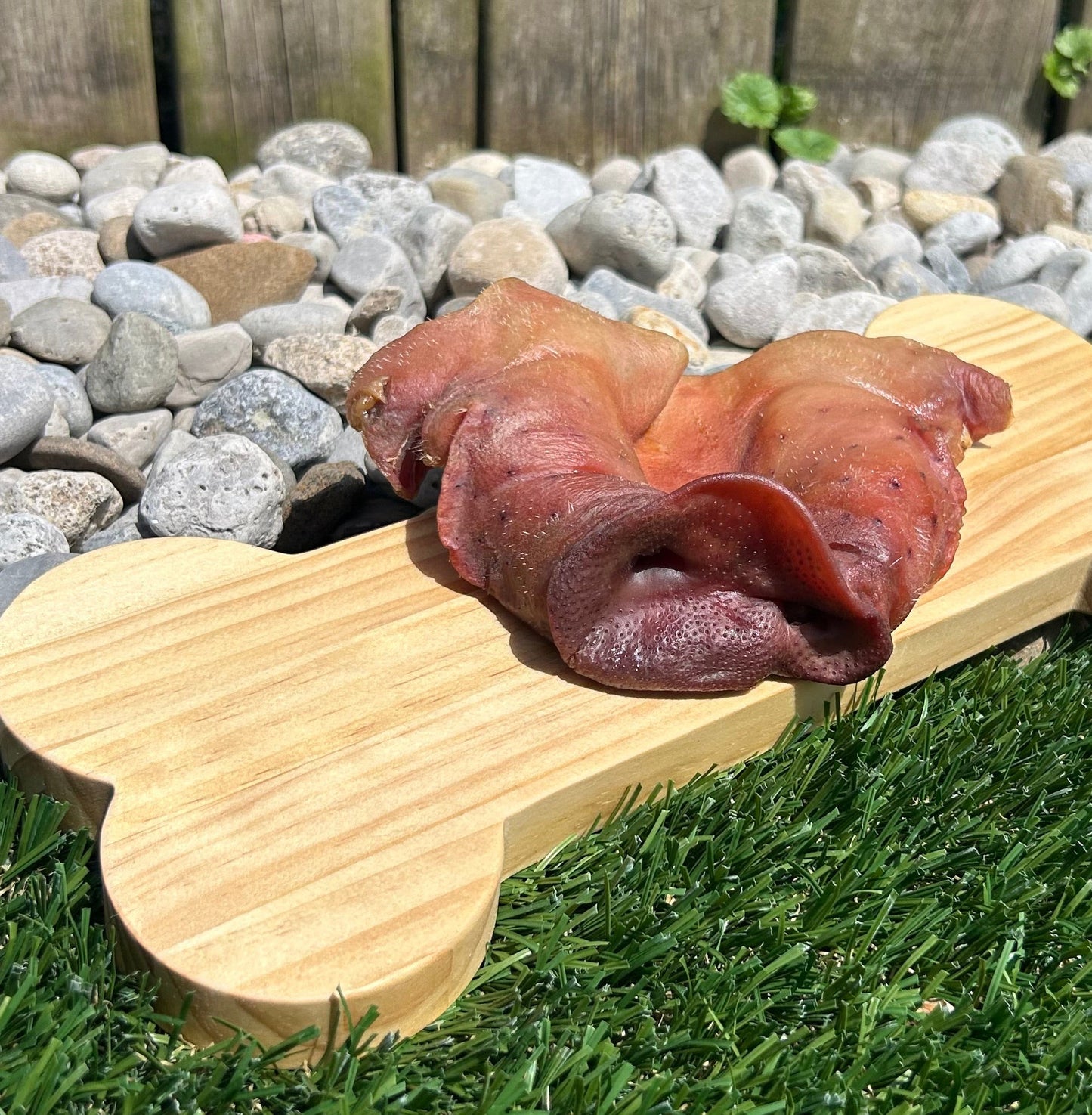 Wooden bone with a dehydrated pork snout on top with grass in the background