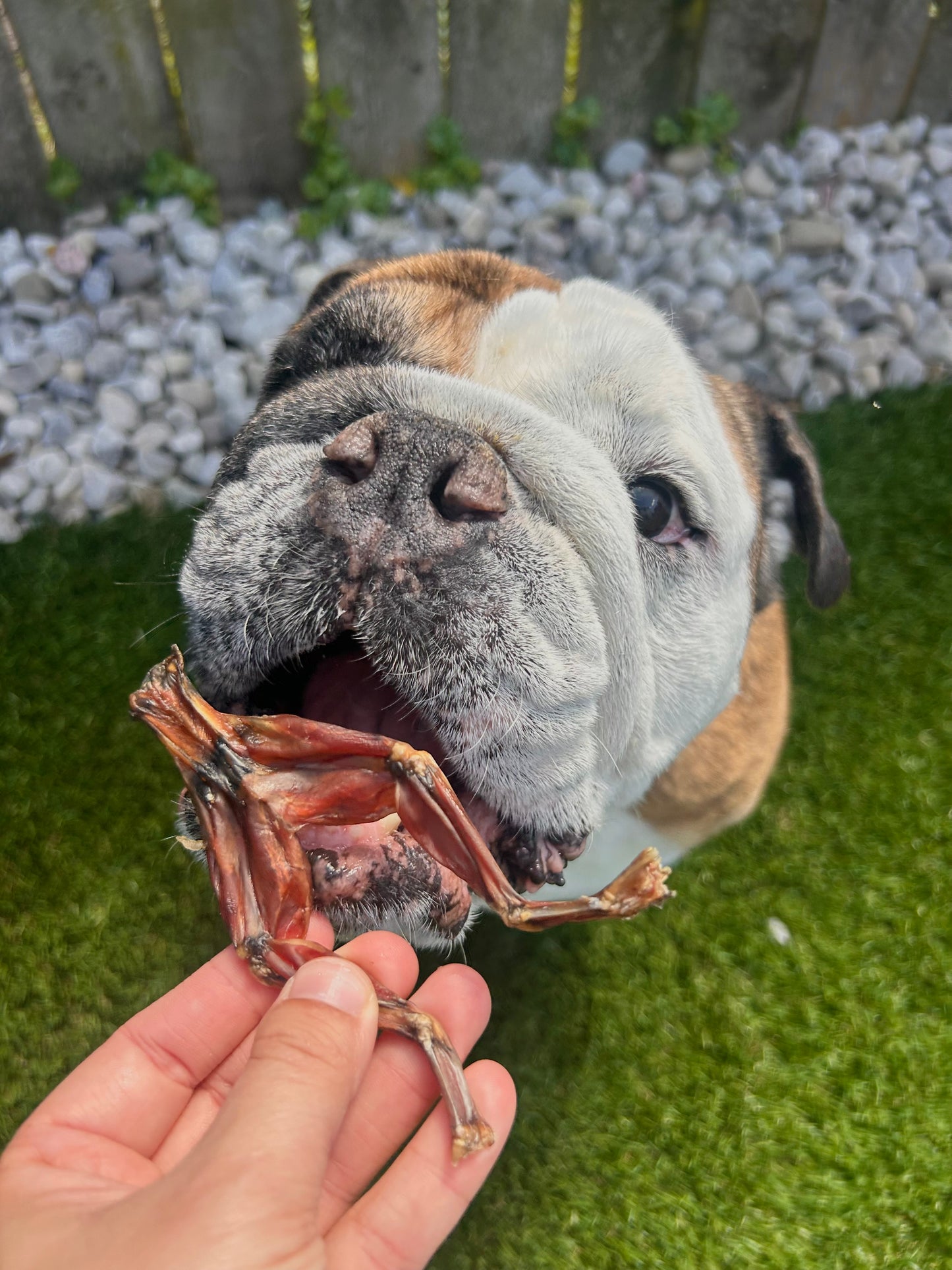 Frog Legs