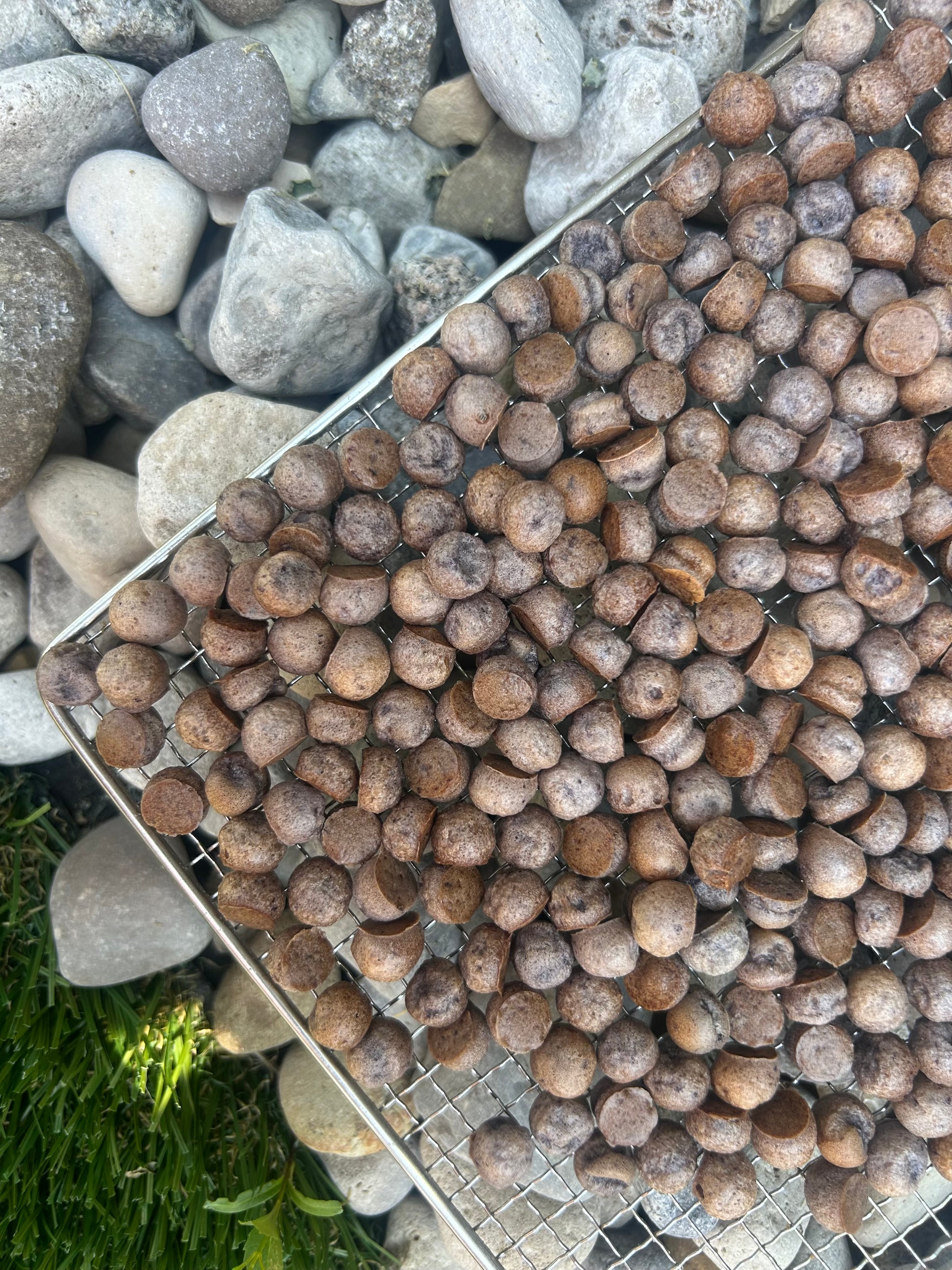 A top-down view of small blue spherical objects spread across a metal tray, with smooth gray stones and a patch of green grass around the edges.