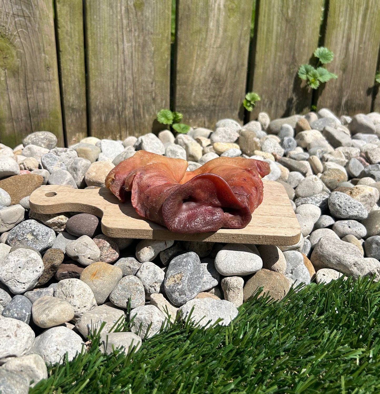 pig snout on a wooden board with pebbles and grass in the background